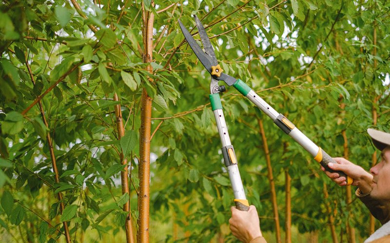 Tree trimming in Huxley, IA