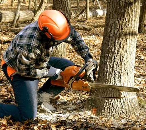 Tree Removal in Huxley, IA